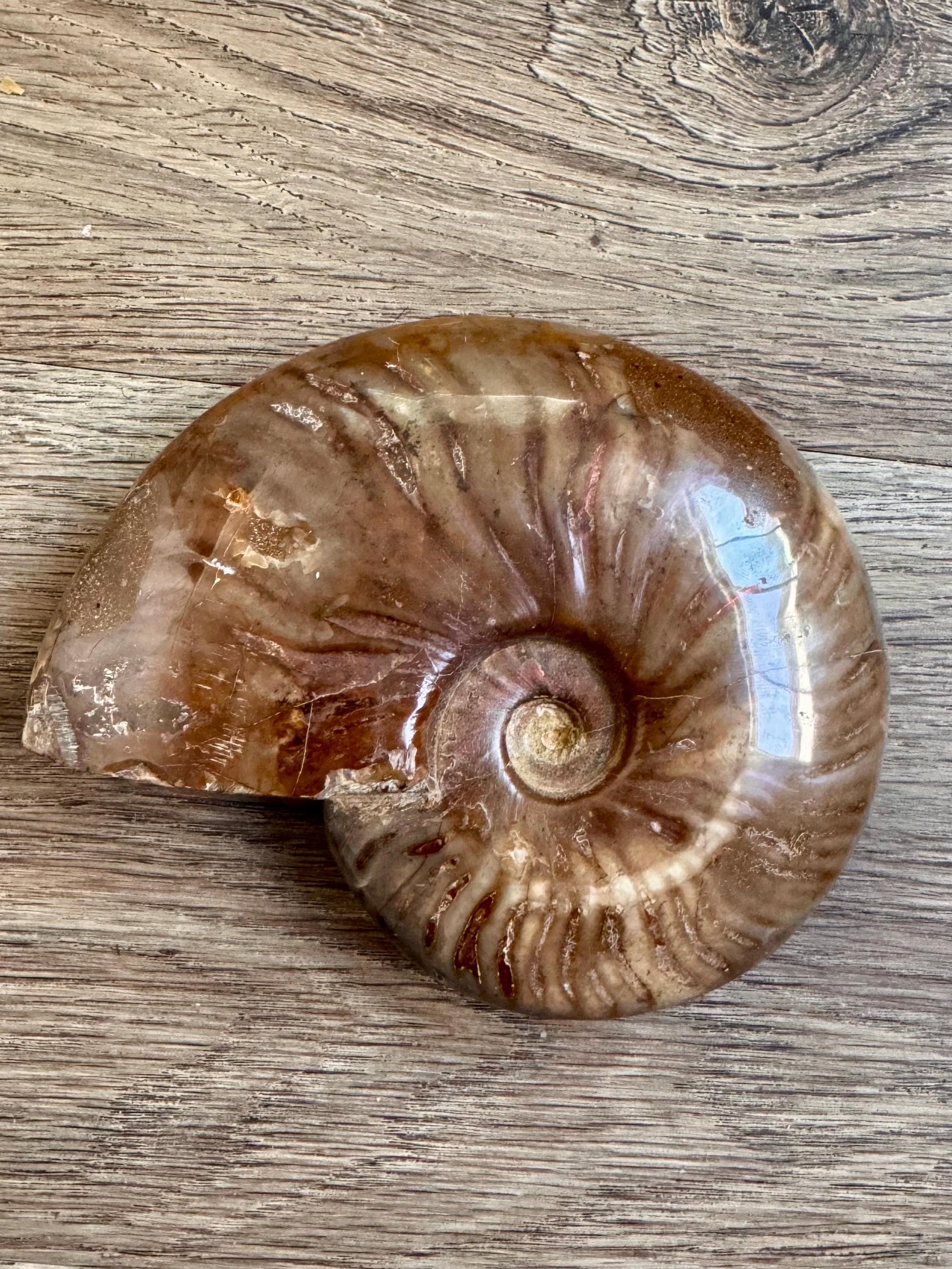 小物1 アンモナイト化石 光沢あり アンモナイト化石 その5 光沢 鑑賞