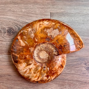 XL Ammonit Fossil – 23cm Antikes Fossil | 2500 Gramm | Seltenes natürliches Dekor | Sammlerfossil | Beeindruckender prähistorischer Schatz