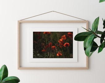 Backlit Poppies, poppy flower, France, Flowers, Travel Photo, Photo Print, Europe, Wall Art, Home Decor