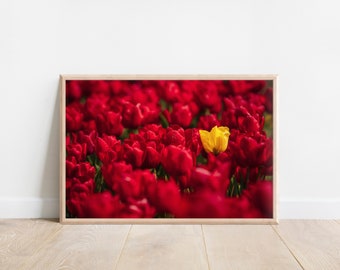Printable, Yellow in a sea of red, Tulips, Netherlands, Dutch, Holland, Digital Download, Dutch Tulips, Europe, Wall Art, Pastel Home Decor