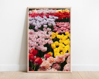 Colorful Tulips, Netherlands, Dutch Tulips, Holland, Photo Print, Dutch Views, Europe, Wall Art, Home Decor