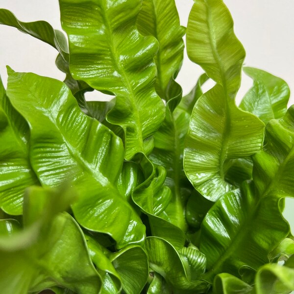 Asplenium Crispy Wave Asplenium nidus Luftreinigender Farn