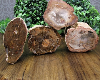 Rebanada/losa de madera petrificada natural: pulido de una sola cara