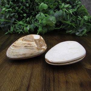 May include: Two clam shells, one with a white and brown striped pattern and the other with a smooth white surface, are displayed on a wooden surface.