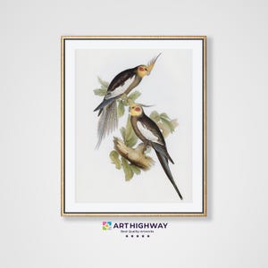 Vintage Cockatoo Parrots Painting | Nature Digital Download | Bird Wall Art | Kakadu Parrots