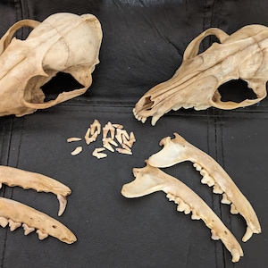 2 Real Fox Skulls - Cleaned