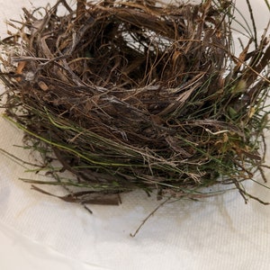 Real Bird Nest - Found Abandoned April 2024 in Sunroom