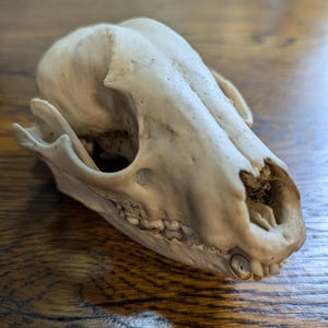 Real Raccoon Skull - Naturally Cleaned