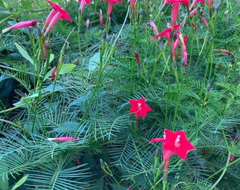 Approx. 75 Red Cypress Vine Seeds