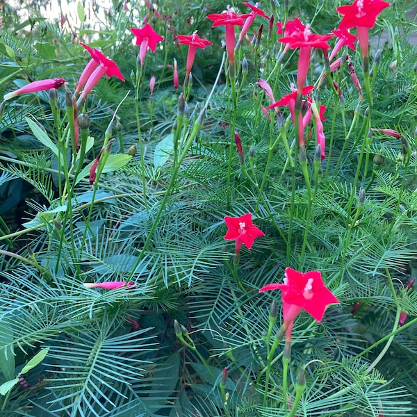 Approx. 75 Red Cypress Vine Seeds