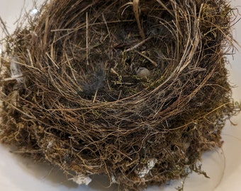 Real Bird Nest - Found Abandoned April 2024 by Boathouse