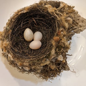 Real Bird Nest with Eggs - Found Abandoned April 2024 on Light Fixture