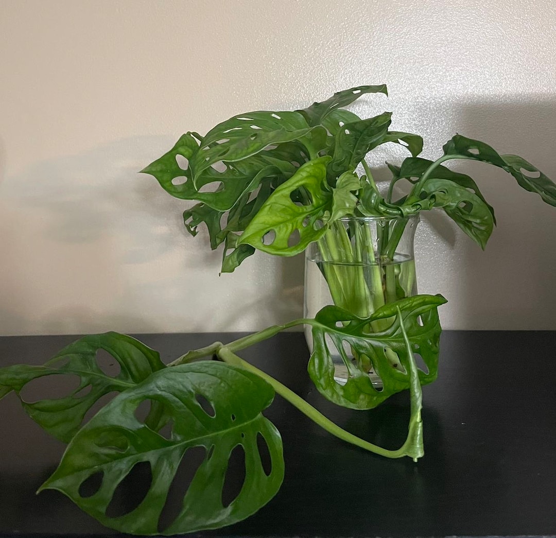 UNROOTED Swiss Cheese Plant Cuttings Etsy