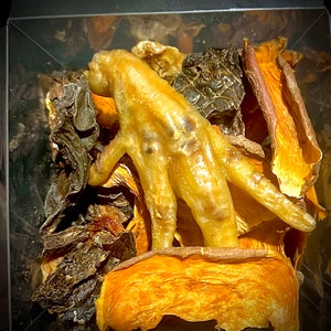 May include: A close-up of a variety of dog treats, including a chicken foot, dried sweet potato, and beef tripe. The treats are arranged in a clear plastic container.