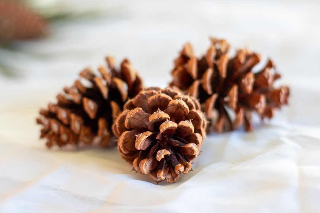 15 Fresh Pine Cones From the Rocky Mountains of Coloradohome