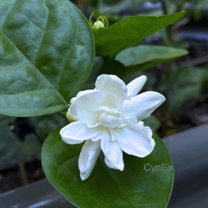 King of Orleans, a Rare Variety of Arabian Jasmine, Jasminum Sambac, 1 Live  Starter Plant - Etsy