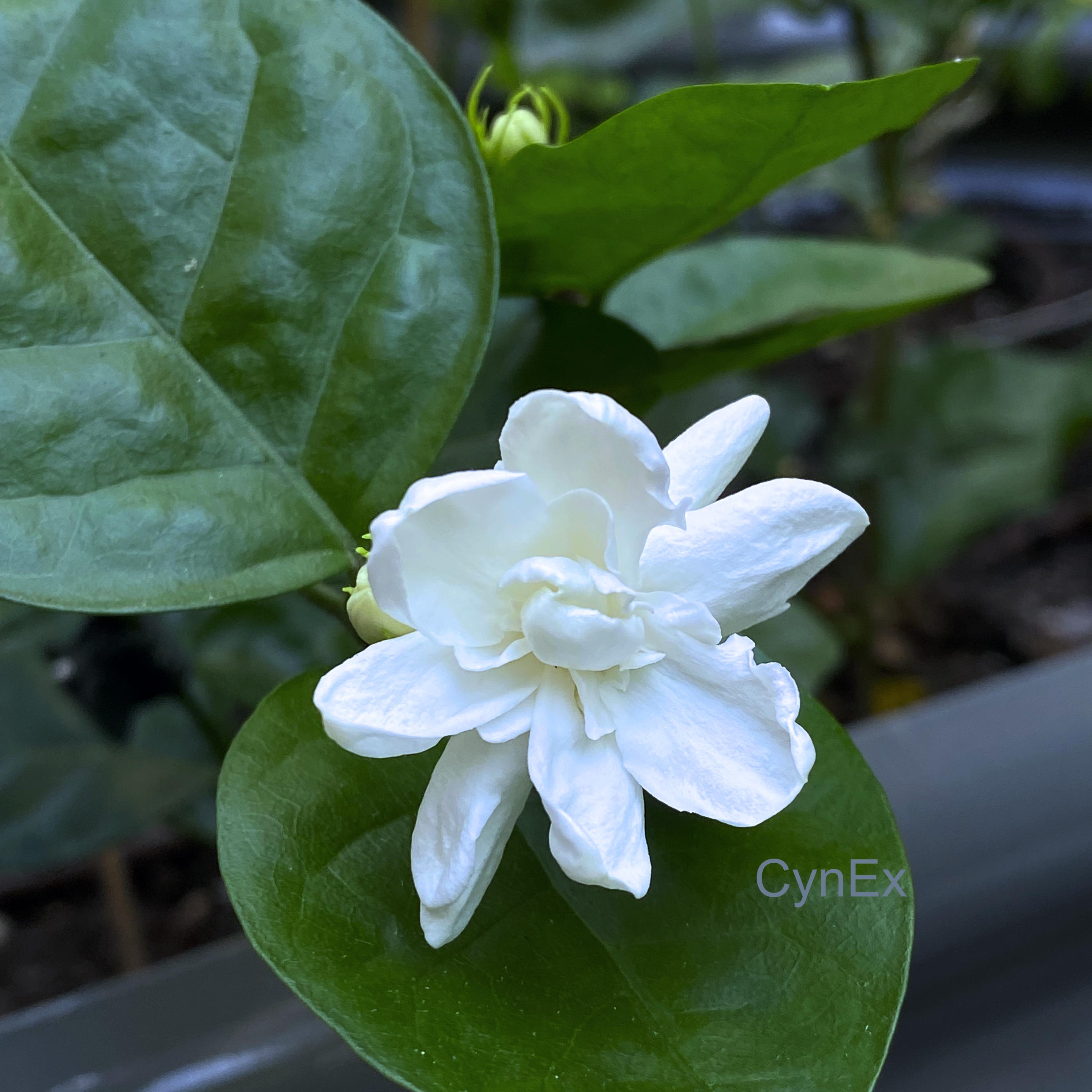 King of Orleans, a Rare Variety of Arabian Jasmine, Jasminum Sambac, 1 Live  Starter Plant - Etsy