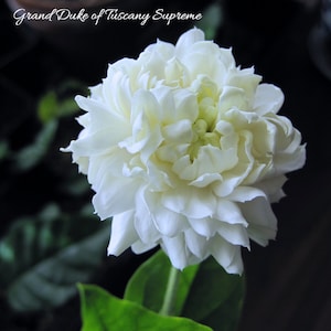 Grand Duke of Tuscany_Supreme, Arabian Jasmine live plant, Jasminum Sambac, 1 starter plant