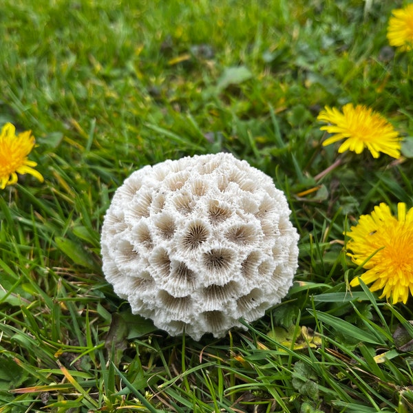 Vrai gros corail blanc naturel en forme de chapeau / coraux rares