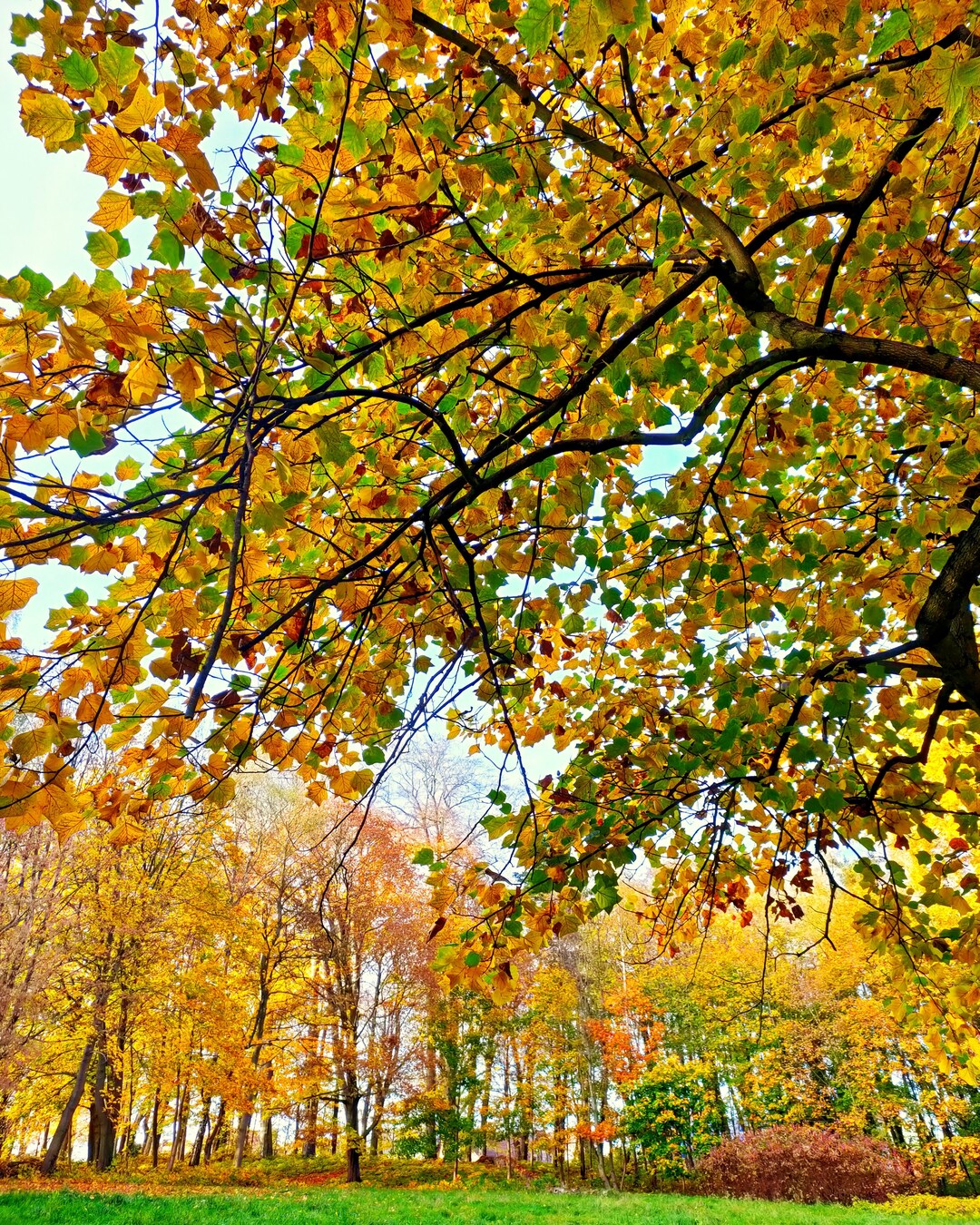 Autumn Tree Printable Digital Wall Art Digital Downloadable Etsy
