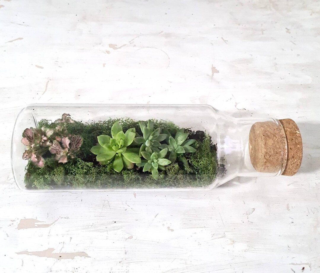 Terrariums Etsy