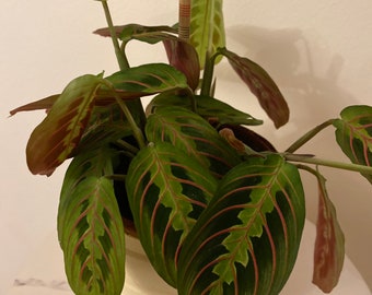 Prayer plant cutting