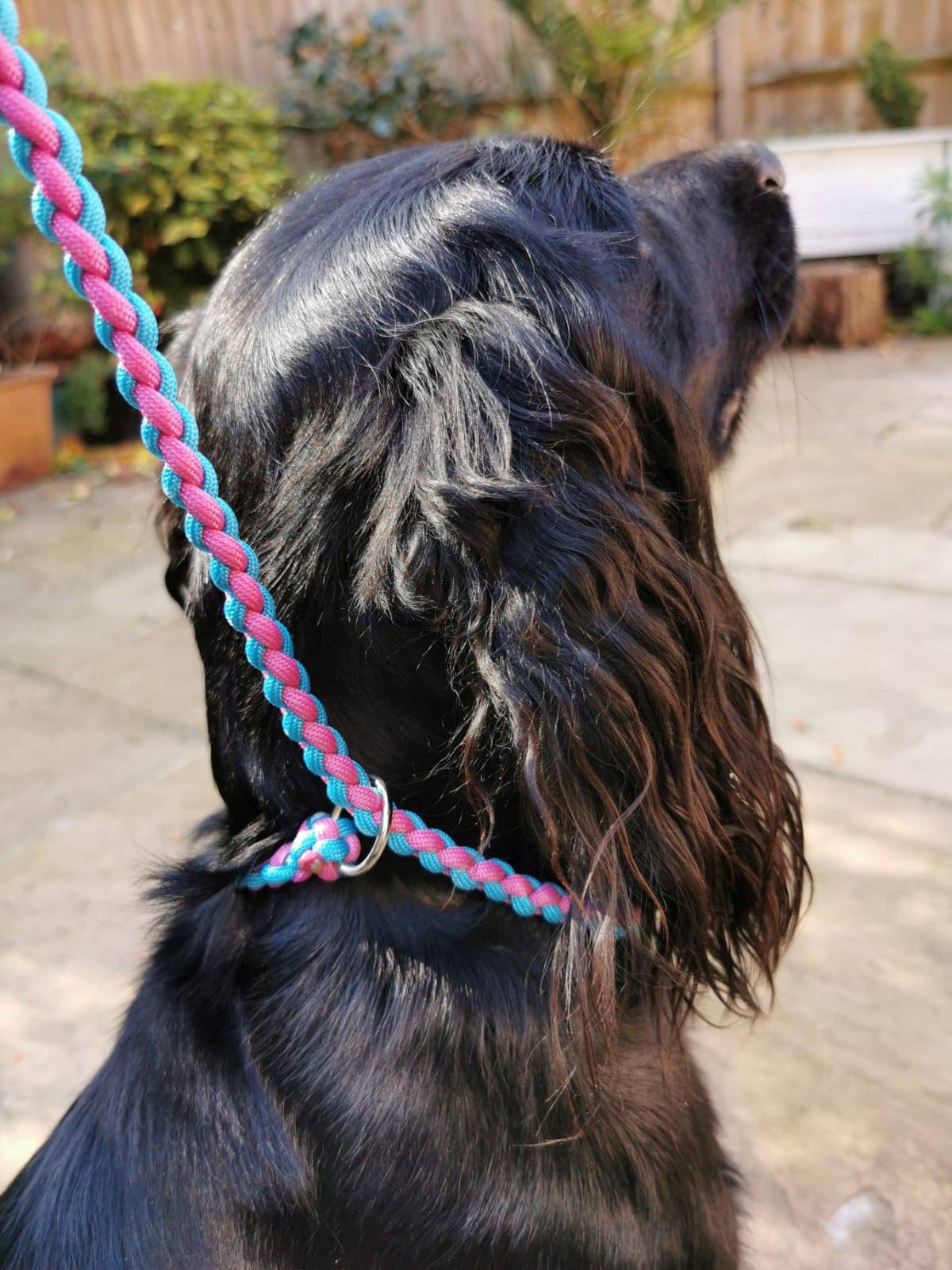 Dog Slip Lead Etsy UK