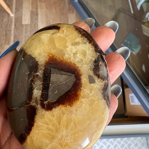SEPTARISCHE PALMENSTEINE, Drachenstein, Septarischer Achat, Kristallpalme