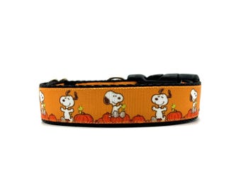 Pumpkin Beagle Dog Collar