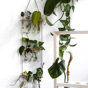 Plant propagation hanger, plant cuttings hanger, propagation station, plant decoration, plant cuttings acccessory