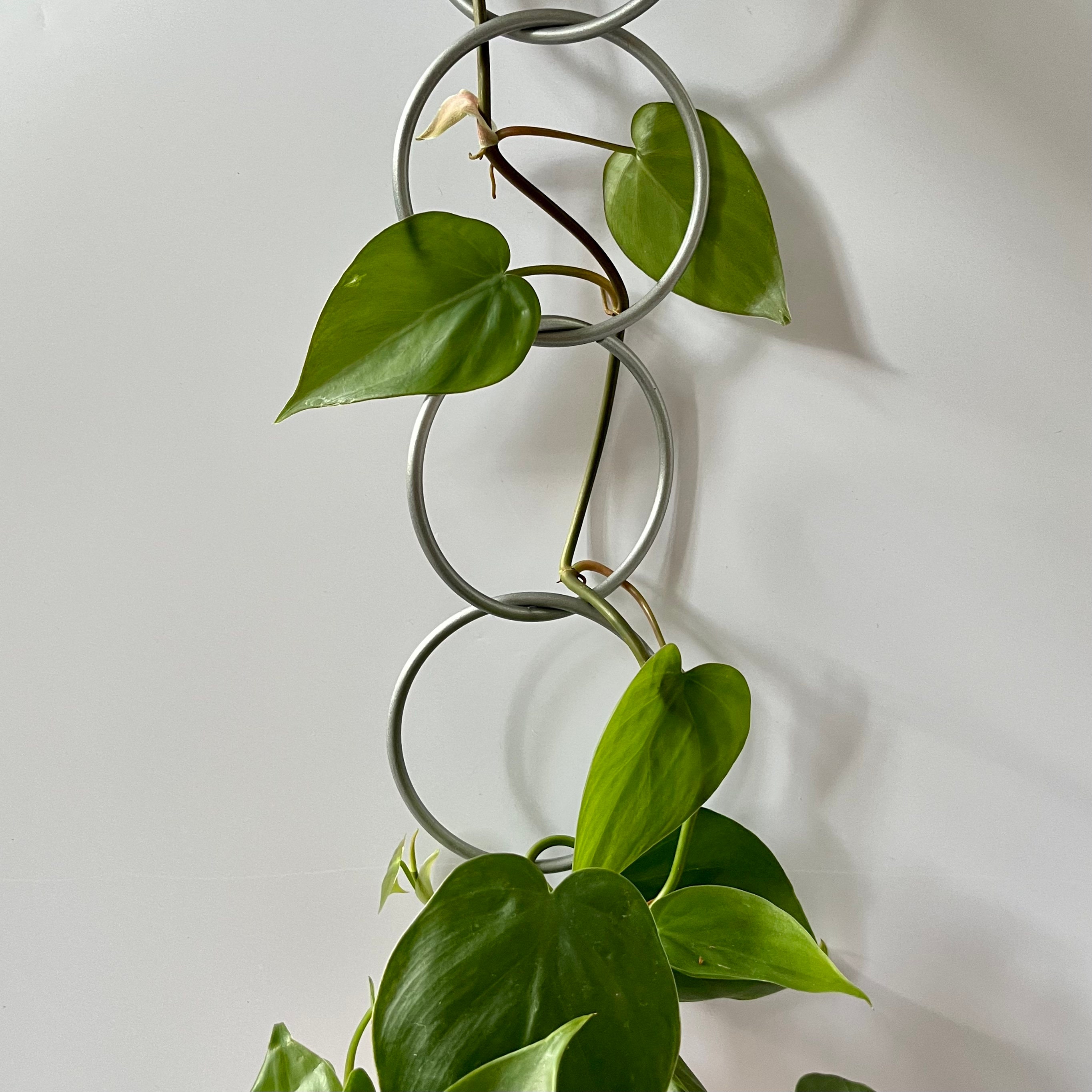 60 Clip Autoadesive Per Piante - Supporto Rampicanti, Bianco/Verde - Foto 13