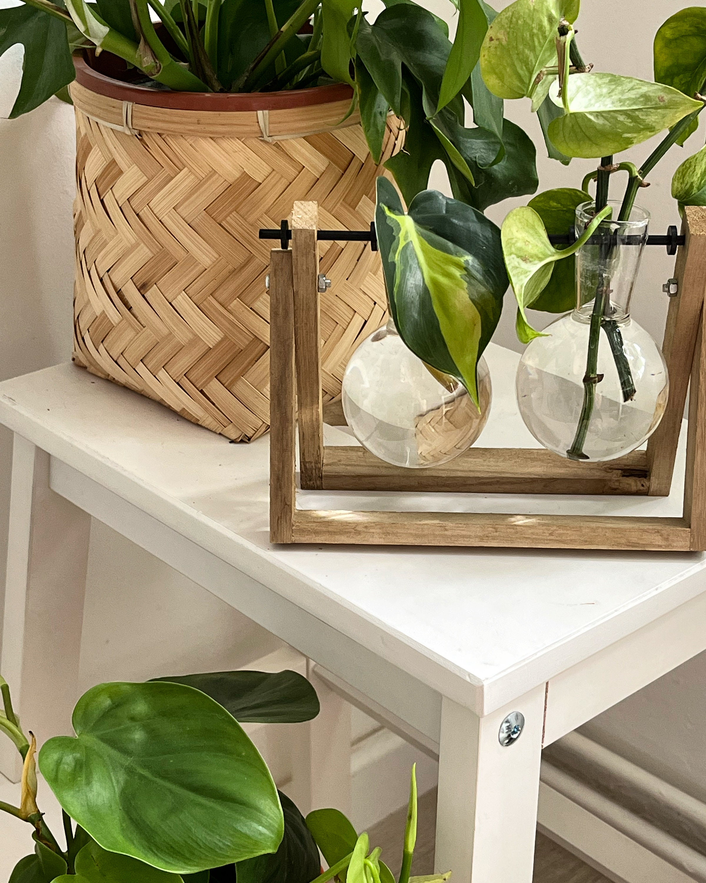 Stazioni Di Propagazione Delle Piante C Terrario Da Tavolo, Fioriera In Vetro Con Supporto Stazione Di Propagazione Per Piante Idroponiche~p151393210