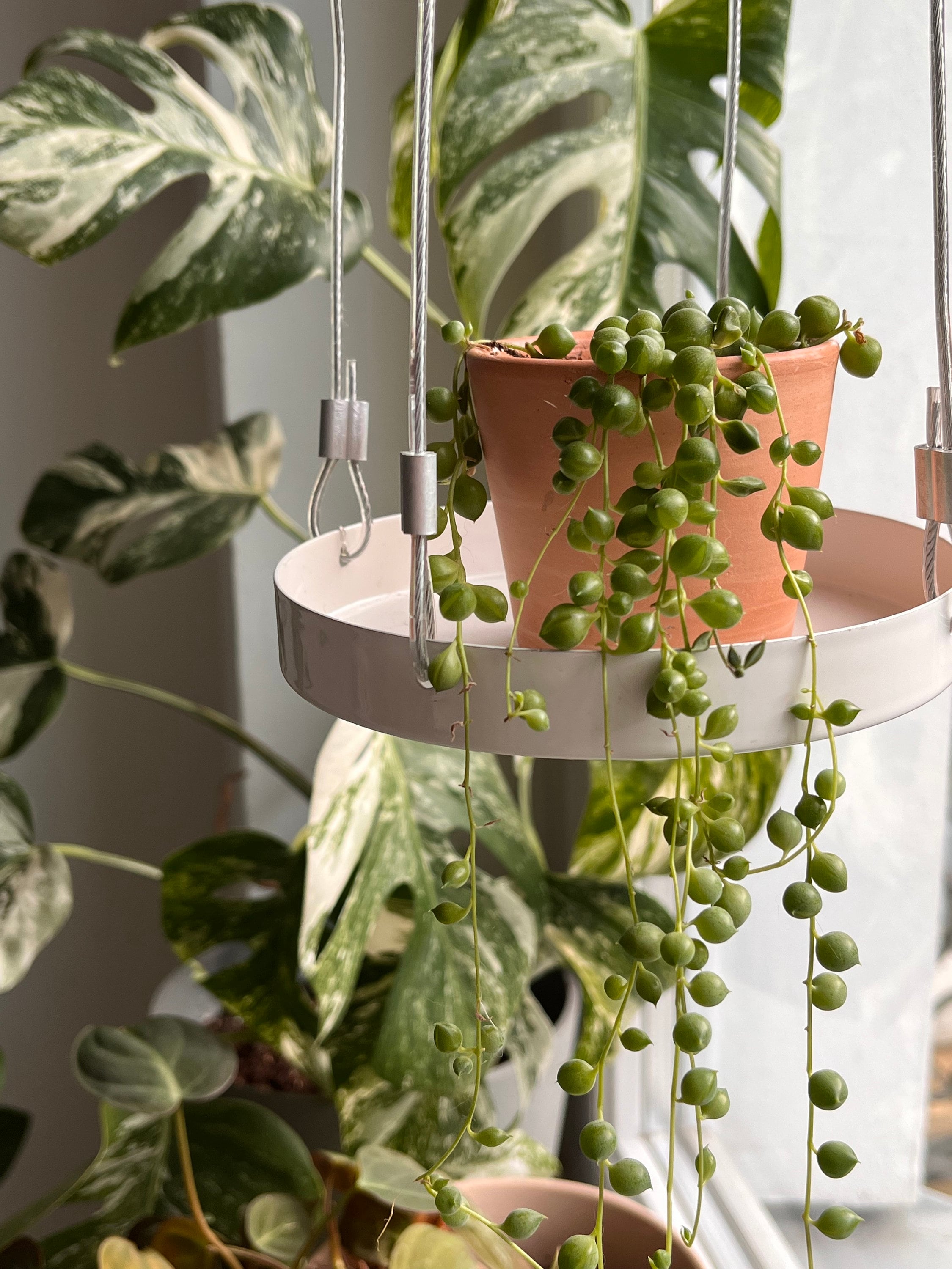 Hanging Tray for Plants, More Space for Plants, Window Decoration With  Plants, Plant Display Accessory - Etsy