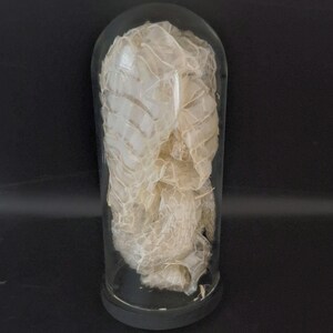May include: A translucent, off-white snake skin shed is displayed inside a clear glass cloche dome. The delicate, textured skin is coiled within the cylindrical glass vessel, which sits atop a solid, dark circular base, creating a display.