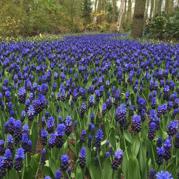 Muscari armeniacum