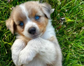 Adorable Puppy Photo Art Print