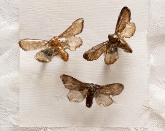 本物の蝶の羽根の指輪、昆虫学ジュエリー、珍品、珍品、剥製芸術、自然