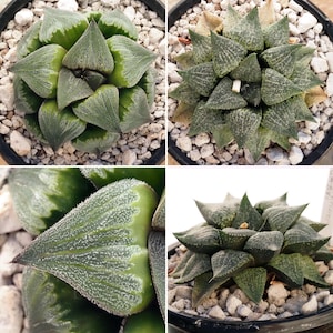 12 Haworthia Seeds (Seedling from Renny x H. picta GM 581)