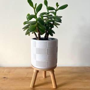 Könnte beinhalten: Eine Jadepflanze in einem weißen Keramiktopf mit strukturiertem Design, der auf einem Holzständer mit drei Beinen steht.