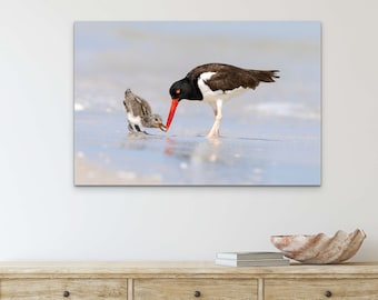 Oystercatcher and Chick Beach Photography Print: Coastal Shorebird Wall Art on Fine Art Paper, Canvas, or Metal