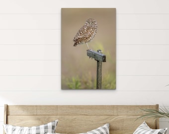 Burrowing Owl Sentry Decor: Original Wildlife Bird Photography, Owl Canvas Wall Art