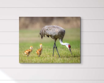 Sandhill Crane with Colts ll Original Photography, Coastal Décor, Wildlife Animal Photography, Fine Art Print, Neutral Wall Art