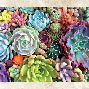 Succulent Cross Stitch Pattern,Flowers Counted cross stitch,Needlework,Pattern Keeper,Pdf,Instant Download