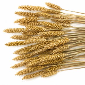 May include: A bundle of dried wheat stalks featuring golden-brown seed heads with textured, overlapping grains. The stalks are arranged in a fan-like formation, with thin, light-coloured stems extending from the base of each individual grain cluster.