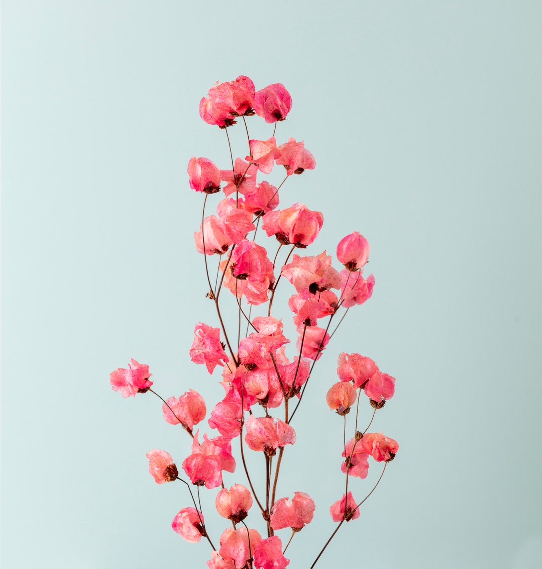 Dried Bougainvillea Real Bougainvillea Flowers Preserved Etsy