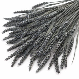 Grå dimmig Triticum - torkade veteblommor. Bukett, bröllopsdekoration, rustik, buketter, höstdekoration, gräsbunt