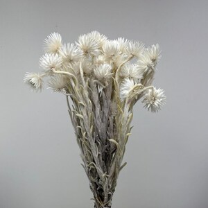 Peut inclure: Un bouquet de fleurs blanches séchées avec des fleurs sphériques et des tiges fines, gris-vert. Les fleurs ont un aspect doux et texturé, et l'arrangement est placé sur un fond gris uni. L'esthétique générale est naturelle et délicate.