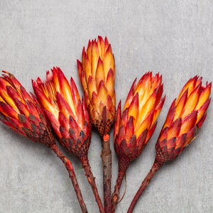 Protea Rot, dried protea, repens stems, natural protea flower, dried flower, flower arrangement, boho home decor, wedding flower, image 1