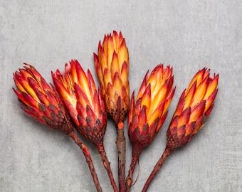 Protea Rot, getrocknete Protea, Repens Stiele, natürliche Protea Blume, getrocknete Blume, Blumengesteck, Boho Wohndekor, Hochzeitsblume,