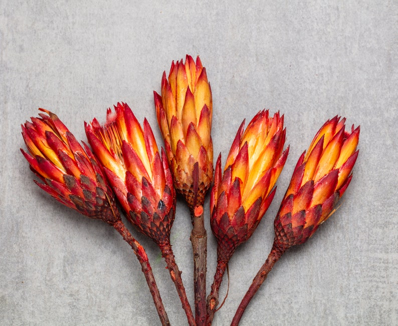 Protea Rot, dried protea, repens stems, natural protea flower, dried flower, flower arrangement, boho home decor, wedding flower, image 1